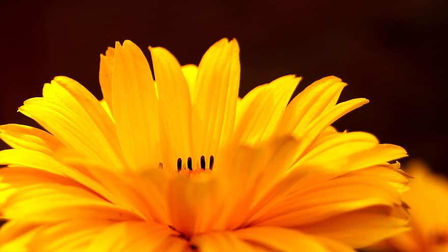 квітка, жовтий, mädchenauge, природи, флора