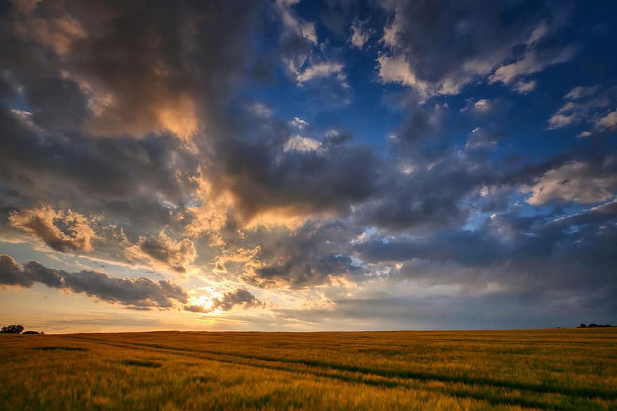 kraštovaizdį, saulėlydis, saulėtekis, kukurūzų laukas, rugių laukas, lauke, pobūdį, aukso geltona, dangus, horizonto, debesys