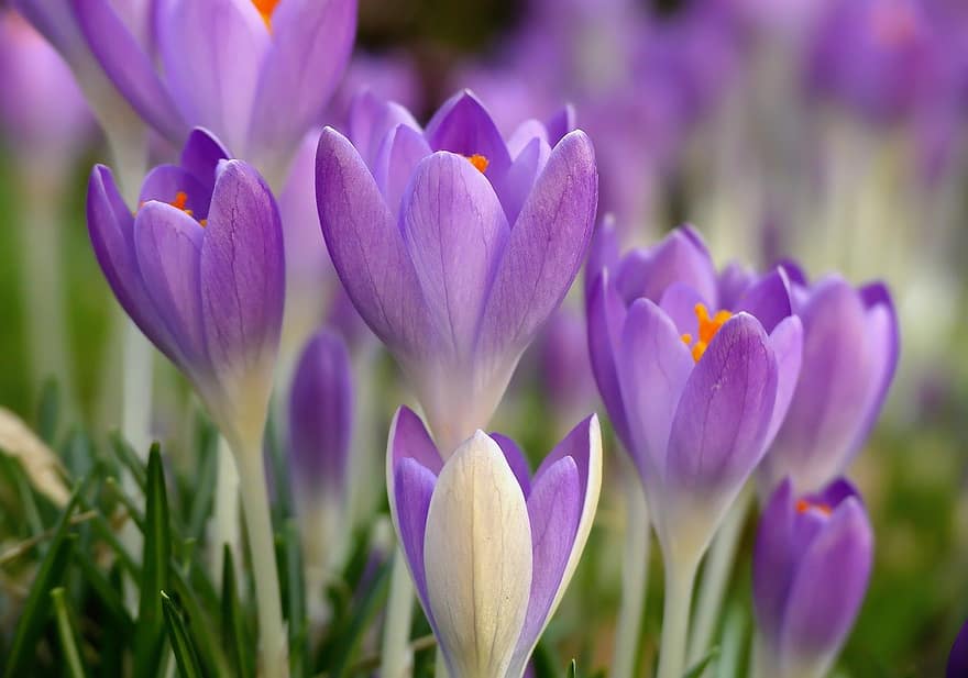 krookus, violetit kukat, violetti crocus, kevät, kevään kukat, keväällä, calyxes, niitty, kukat, kasvi, kasvisto