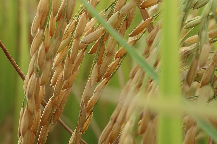 ryžių laukas, ryžių grūdai, grūdai, maisto, ekologiškas, derlius, brandus, ūkininkavimas, pobūdį, Žemdirbystė, ūkis