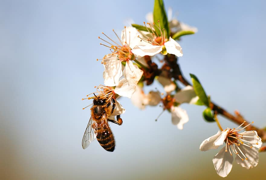 abeille, fleurs, pollen, pollinisation, plante, printemps, croissance, flore, fleur, Floraison, fermer