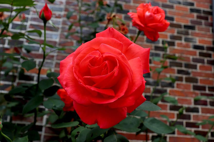 roseiras, rosas vermelhas, flores vermelhas, jardim, arbustos floridos, botânica