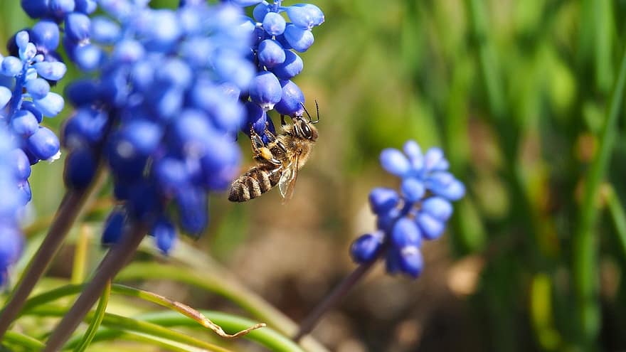 Bee, Insect, Flowers, Grape Hyacinth, Pollination, Petals, Plant, Garden, Nature, Spring, Closeup