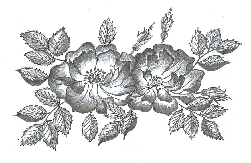 růže, čepel, květ, botanika, pupen, ruční kreslení, list, rostlina, ilustrace, ruka, izolovaný