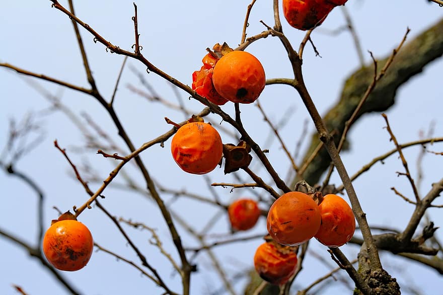 дерево, персимон, фрукты, оранжевый, сад, ветка, лист, свежесть, крупный план, время года, завод