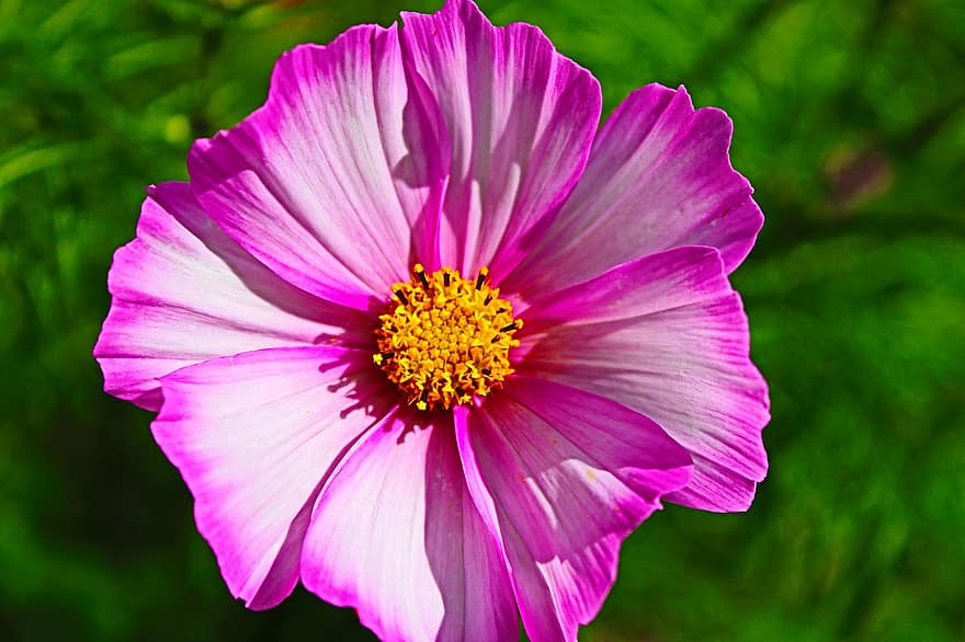 Cosmos, Flower, Plant, Garden Cosmos, Pink Flower, Petals, Bloom, close-up, petal, summer, flower head