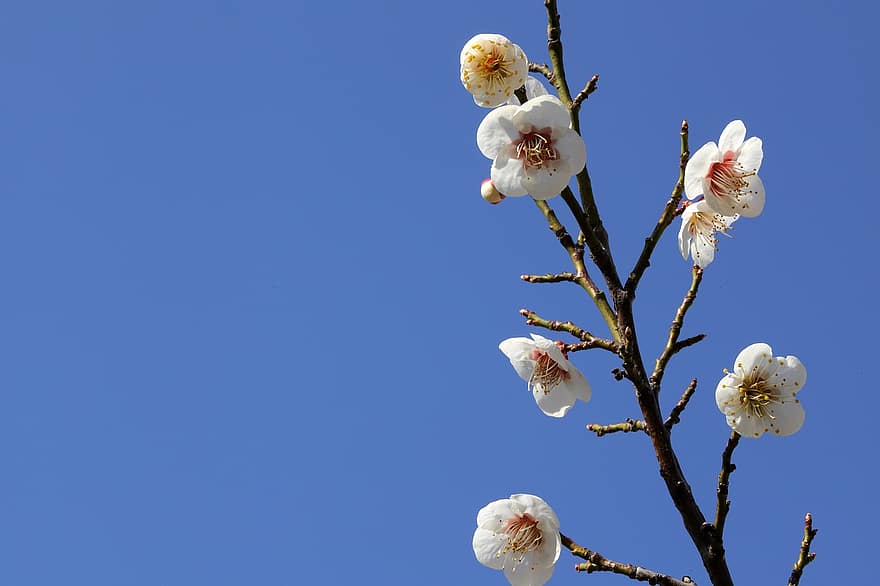 Spring, Flowers, Plum Blossom, Plum Tree, Bloom, Blossom