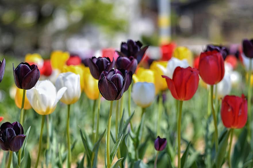 tulipanes, las flores, campo, pétalos, floración, plantas, primavera, naturaleza