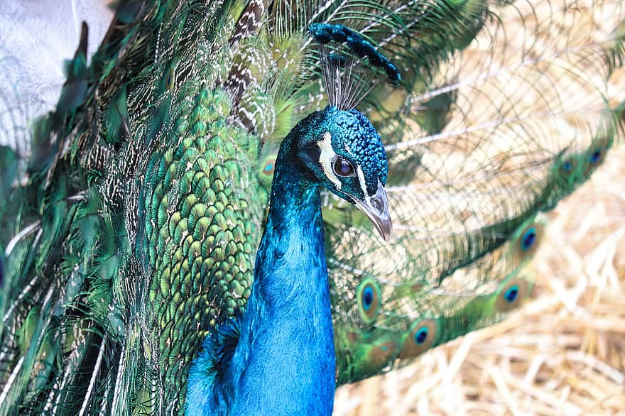 Peafowl, Peacock, Bird, Feathers, Animal, Pattern, Design, Peacock Feathers, Plumage, Exotic Bird, Ave