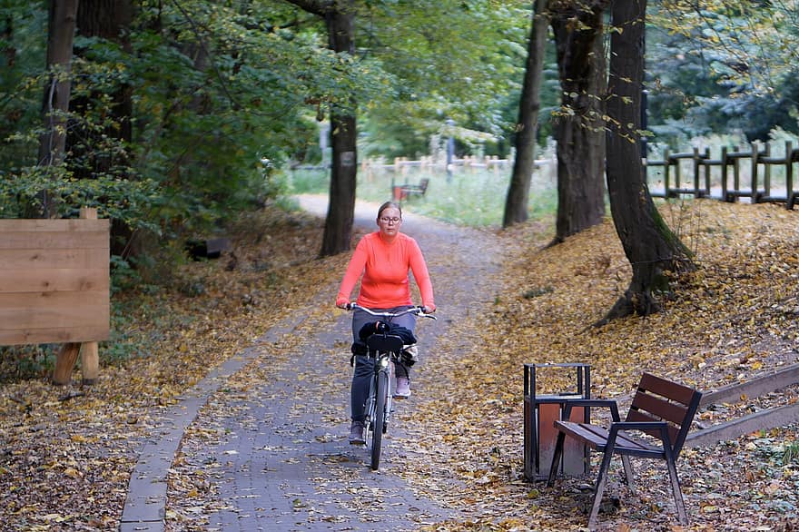 femeie, biciclist, călărie, bicicletă, alee, pădure, toamnă, frunze, bănci, copaci, ciclism