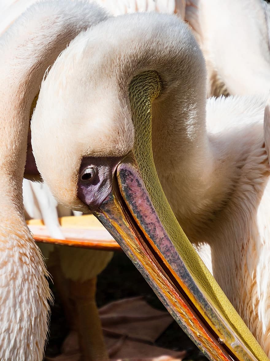 pelikan, hoved, tæt på, fauna, natur, øje, næb, form, hals, fugl