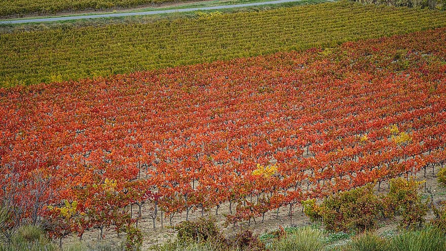 vīna dārzs, vīnogulājiem, kritums, rudenī, ainavu, jomā, vīnogas, vīnkopība, stādījumu, lauksaimniecību, laukos