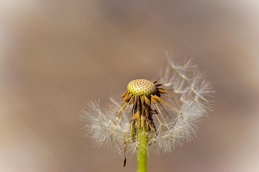Dandelion, Seeds, Flower, Seed Head, Plant, Nature, Meadow, Flora, Summer, Close Up, close-up
