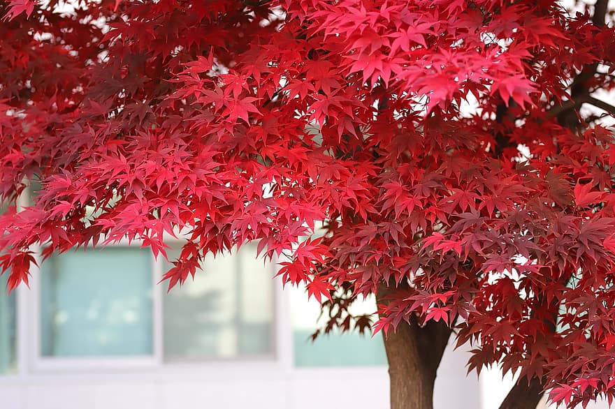 ฤดูใบไม้ร่วง, ใบไม้, ต้นเมเปิ้ล, ใบไม้ร่วง, ใบสีแดง, ใบไม้สีแดง