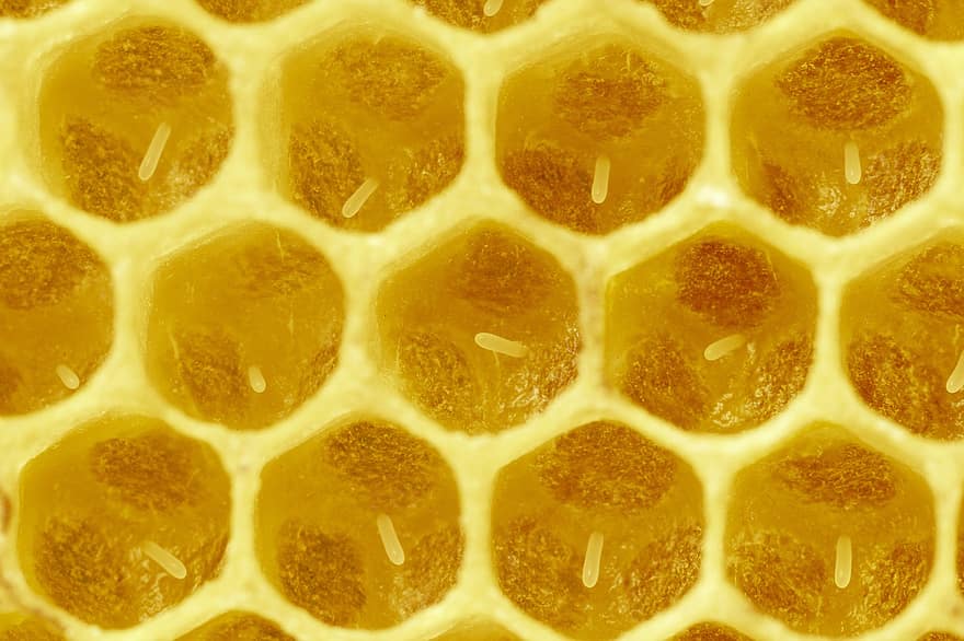 яйца, Медена пита, пчели, насекомо, медна пчела, пчелен мед, пчелар, пчеларство, carnica