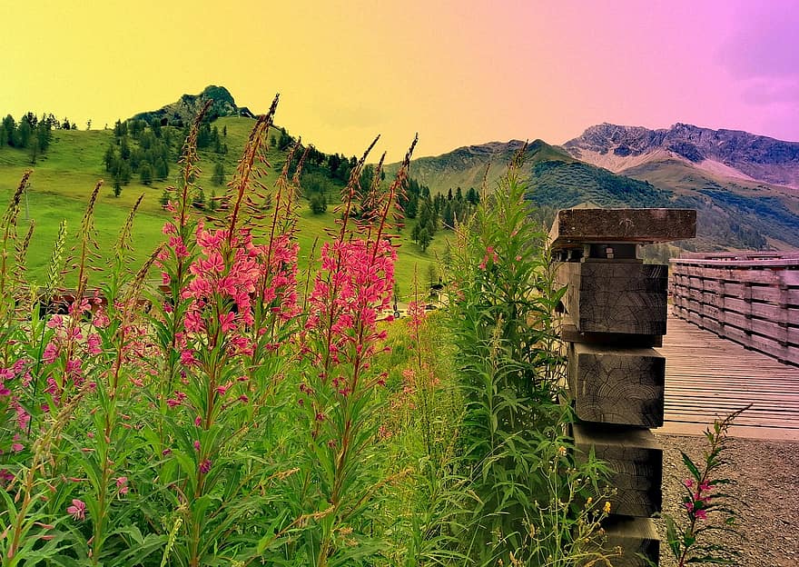 gunung, pegunungan Alpen, jembatan, di luar rumah, bunga, mekar, berkembang, Liechtenstein, musim panas, pemandangan pedesaan, rumput