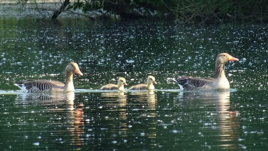 Geese, Family, Lake, Goslings, Baby Geese, Birds, Waterfowls, Water Birds, Aquatic Birds, Animals, Pond