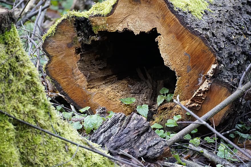 holle boom, boomstam, Bos, boom, hout, brandhout, logboek, milieu, detailopname, zomer, groene kleur