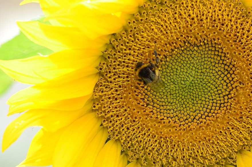 Biene, Insekt, bestäuben, Bestäubung, Blume, geflügeltes Insekt, Flügel, Natur, Hymenoptera, Entomologie, Makro