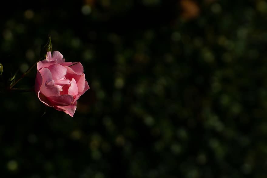 Pink Rose, Pink Flower, Garden, Blooming, Blossom, Flora, Flower Photography, petal, close-up, plant, leaf