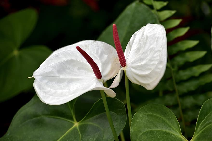 anthurium blanc, flor, naturalesa, full, decoratiu, planta, flora, a l'aire lliure, tropical, verd, delicada