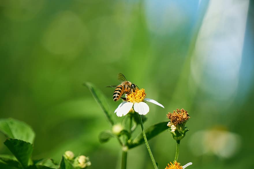 pszczoła, owad, skrzydełka, kwiaty, pyłek, roślina