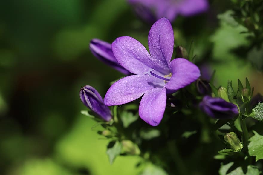 ベルフラワー、紫色の花、花つぼみ、カンパニュラ、庭園、自然、閉じる、工場、花、紫の、葉