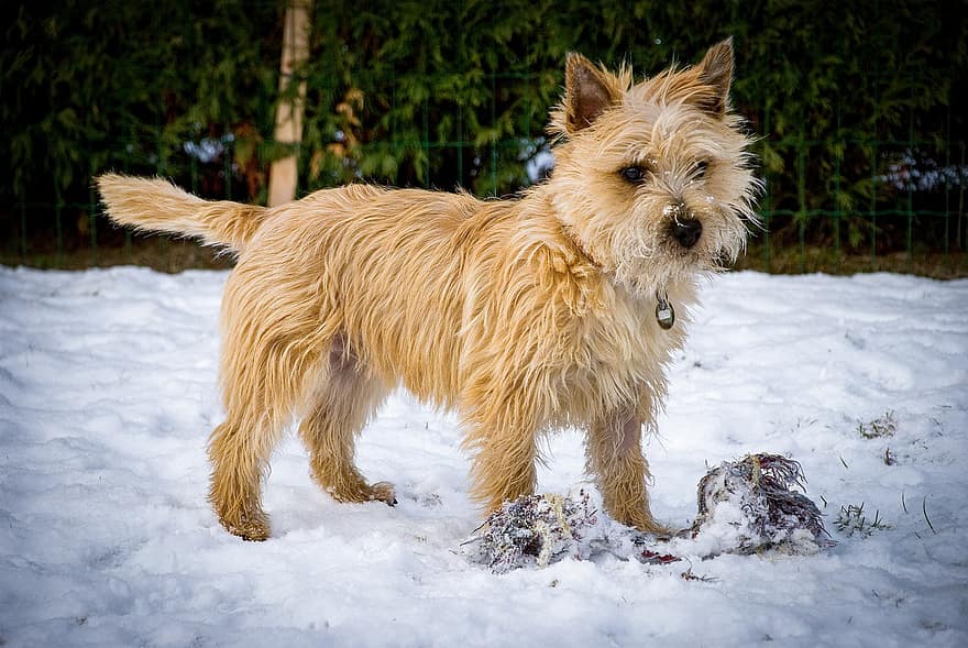 Animal, Dog, Canine, Mammal, Breed, Cairn Terrier, pets, cute, terrier, purebred dog, snow
