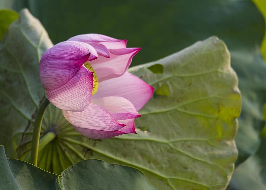 loto, flor, flor rosa, flor de loto, floración, pétalos, pétalos de rosa, flora, planta acuática, naturaleza