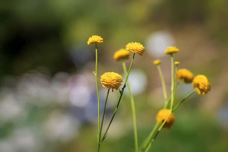 цветок, желтый, маленький, нежный, летом, природа, цвести