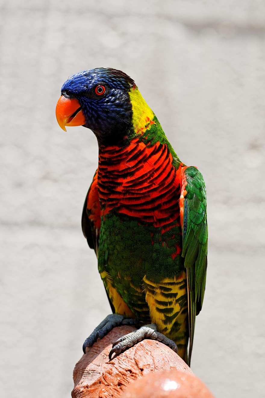 papegoja, fågel, fjäderdräkt, fjädrar, näbb, färgrik, räkningen