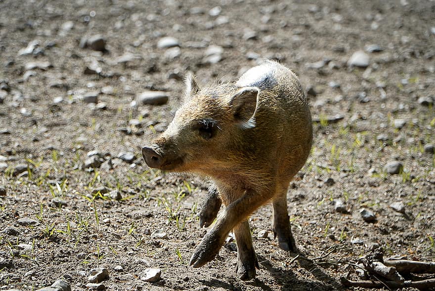babi liar, babi, calon, liar, hutan, hewan, anak babi, tanah pertanian, babi domestik, binatang di alam liar, ternak