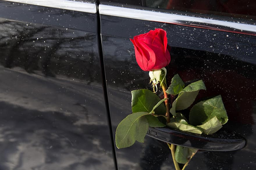λουλούδι, τριαντάφυλλο, αυτοκίνητο, φύση, Ημέρα του Αγίου Βαλεντίνου, επέτειος