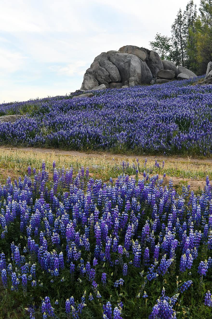 lupin, bluebonnets, Prairie, roches, printemps, la nature, fleurs sauvages, en plein air, paysage, fleurs, Fleurs pourpres