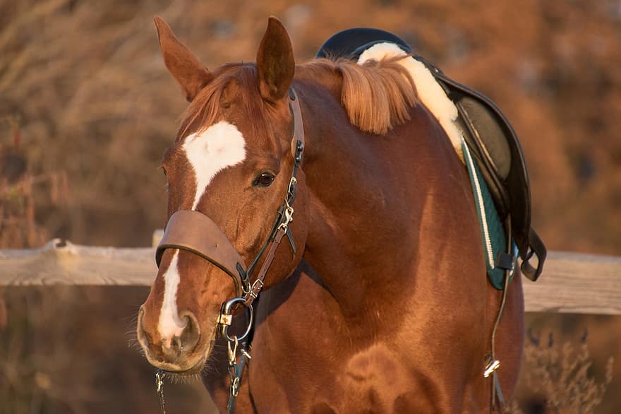 Horse, Equine, Equestrian, Mane, Mammal, Animal, Portrait, Autumn, Ride, Saddle