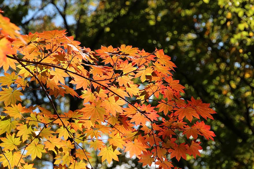 klon, odchodzi, spadek, jesień, liście klonu, jesienne liście, spadek kolorów, listowie, gałęzie, drzewo, las