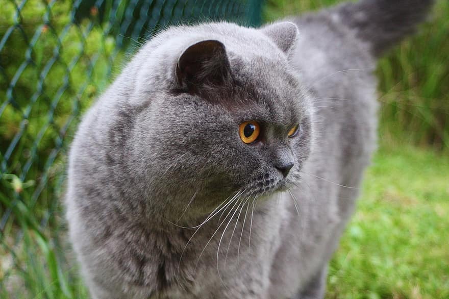 แมว, ของแมว, สัตว์เลี้ยง, อังกฤษ, สีน้ำเงิน