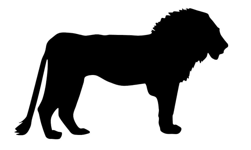 Lew, dziki, zwierzę, Król dżungli, Afryka, ilustracja, dzikiej przyrody