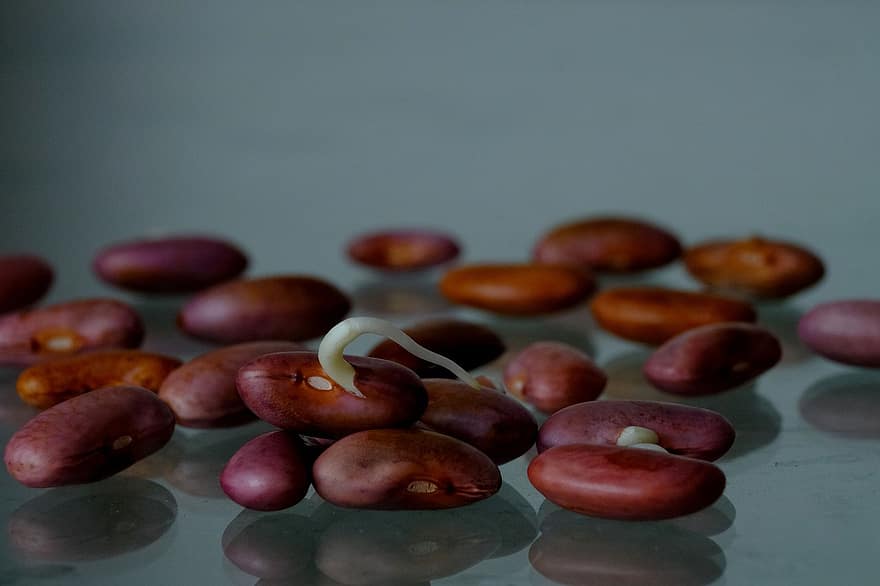kacang polong, kacang merah, pertumbuhan, sayur-mayur, Tumbuh Akar