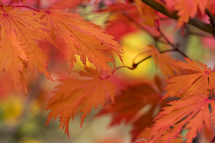 листа, падане, есен, природа, растения, заден план, листо, Денят на благодарността, Хелоуин, сезонен, клен