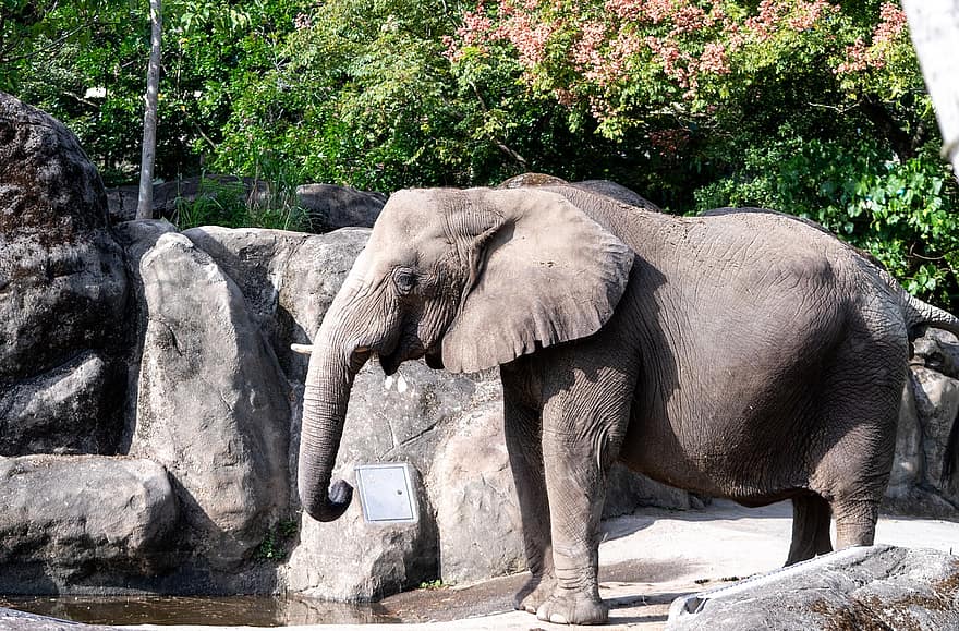 con voi, thú vật, động vật có vú, voi châu Phi, hoang dã, vườn bách thú, Thân cây, pachyderm, động vật lớn, động vật có vú lớn, Châu phi