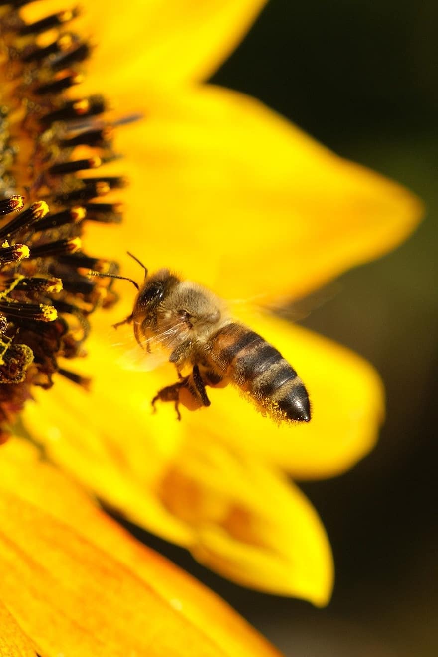 bi, insekt, bestøve, gul, natur, makro, blomst, tæt på, bestøvning, dyr, pollen