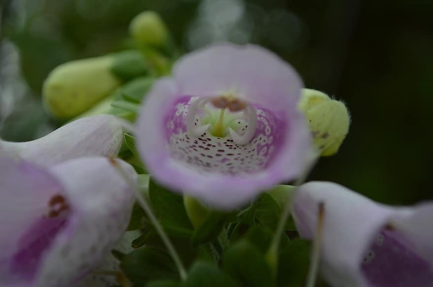 Flower, Floxglove, Pink, Purple, Botany, close-up, plant, petal, flower head, leaf, summer