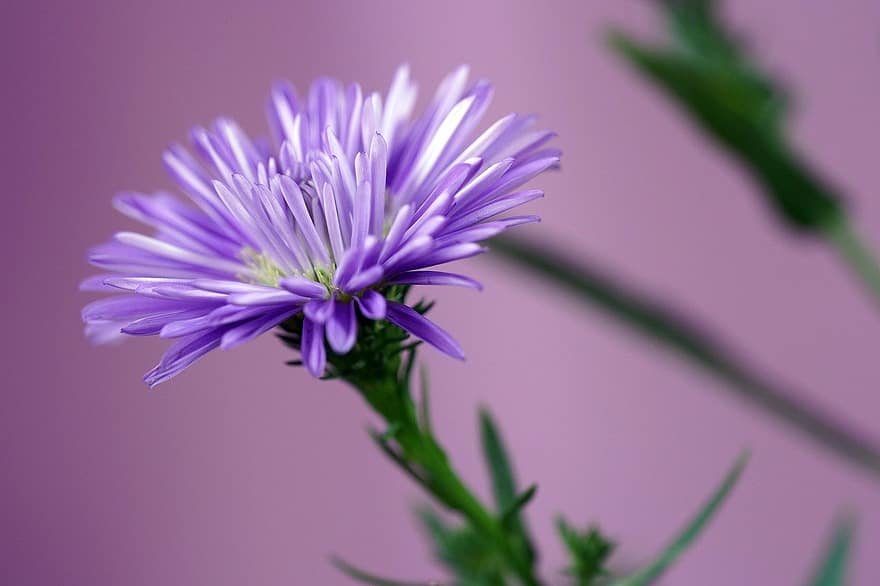 aster, flower, plant, close-up, purple, summer, petal, macro, single flower, botany, flower head