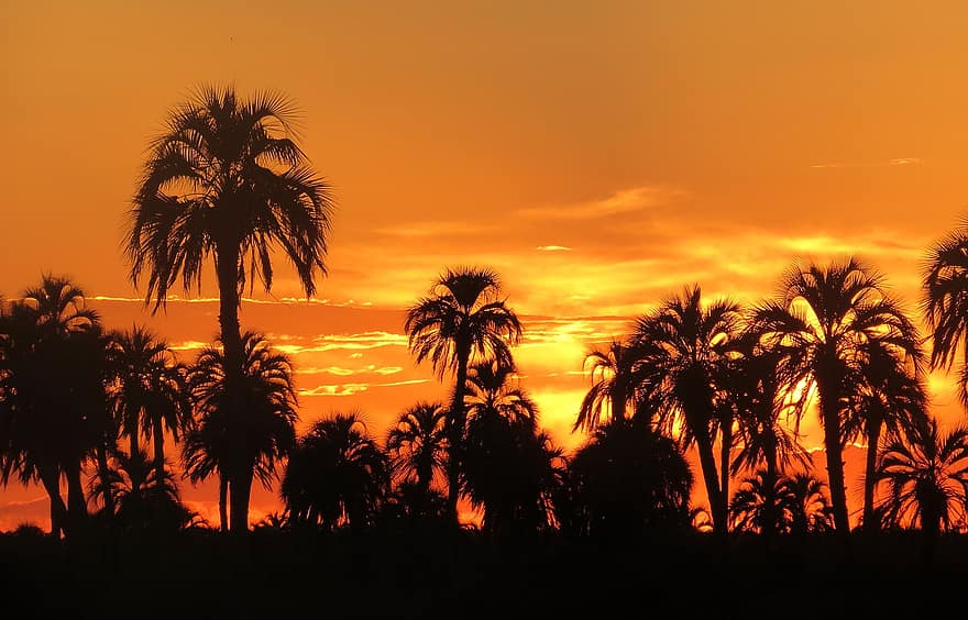 zonsondergang, palmbomen, natuur, silhouet, palm, tropisch, planten, bomen, landschap, Oranje lucht, schemer