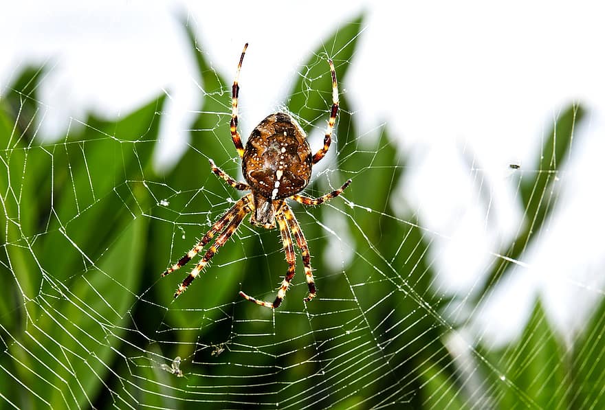 edderkop, web, natur, arachnid, edderkoppespind