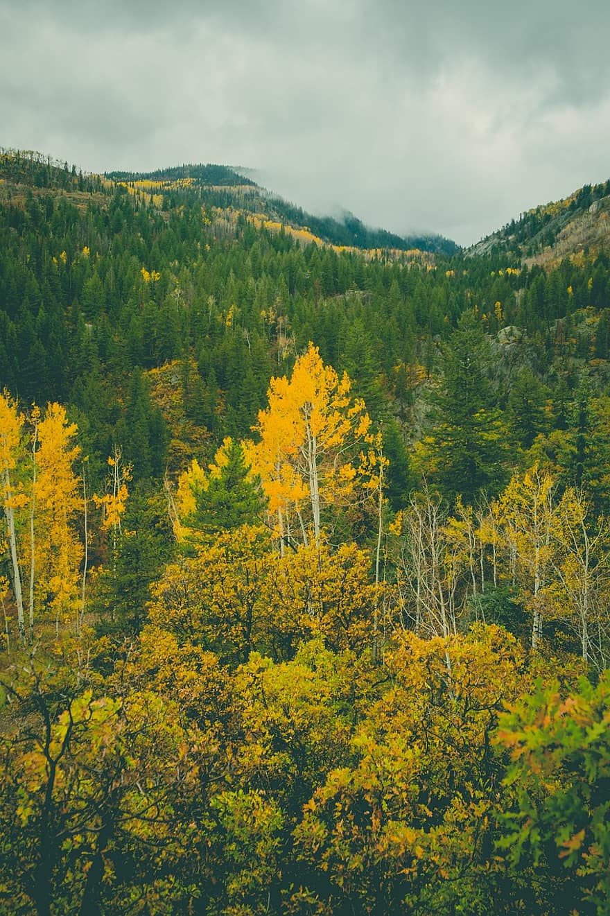 Nature, Trees, Autumn, Fall, Season, Forest, Woods, Wilderness, Outdoors, Steamboat Springs, Colorado