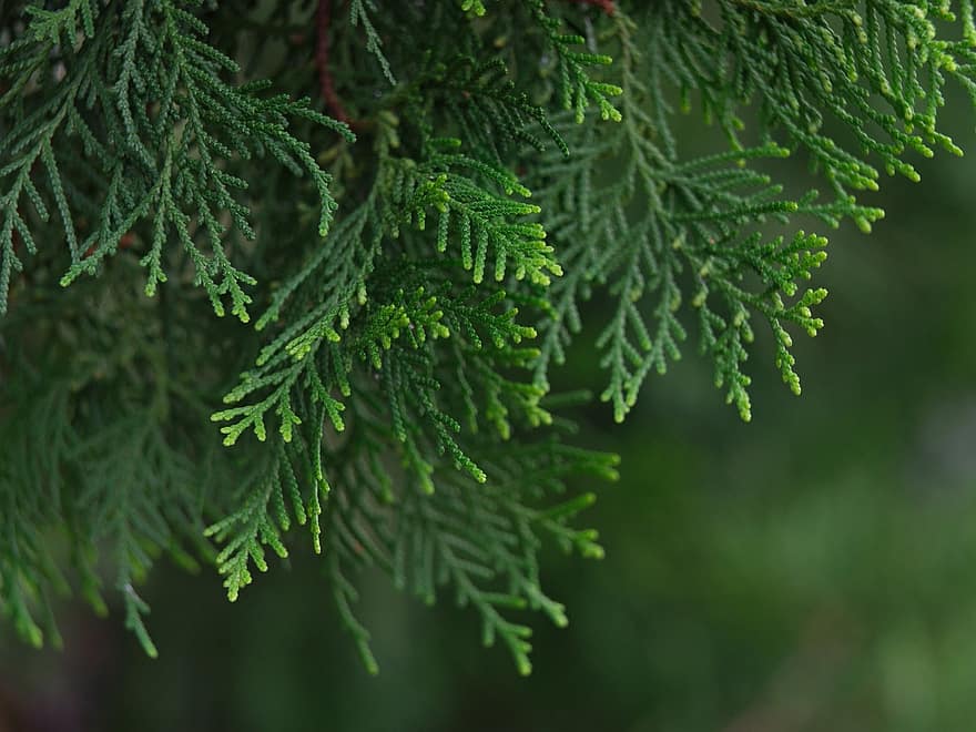 spruce leaves, pine tree, conifer, green color, tree, close-up, plant, leaf, backgrounds, branch, forest