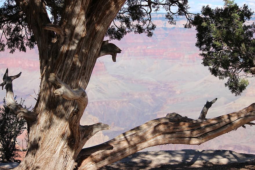 grand Canyon, arbre, la nature