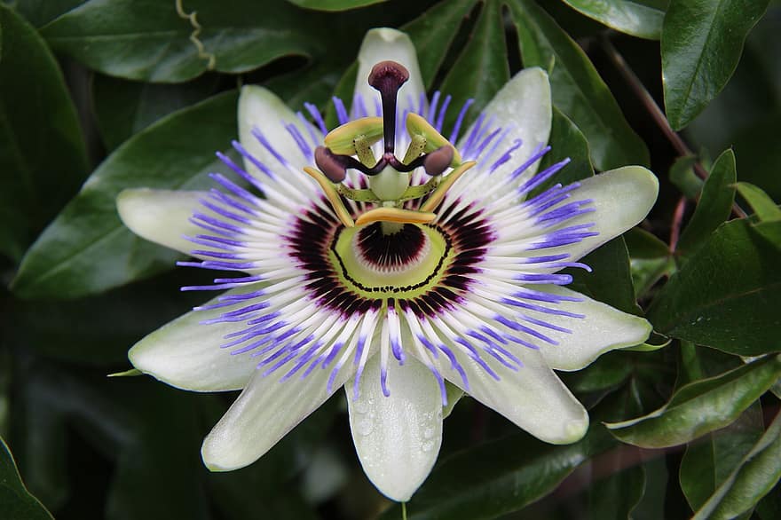Flower, Passionflower, Spring, Nature, Bloom, Blossom, Botany, Macro, Petals, plant, close-up